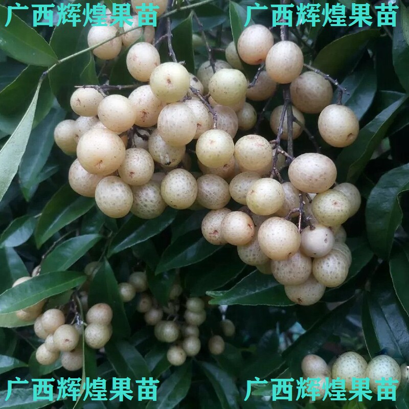 广西山黄皮嫁接苗鸡皮果树苗盆栽岭南佳果大料叶子调味料带土带叶