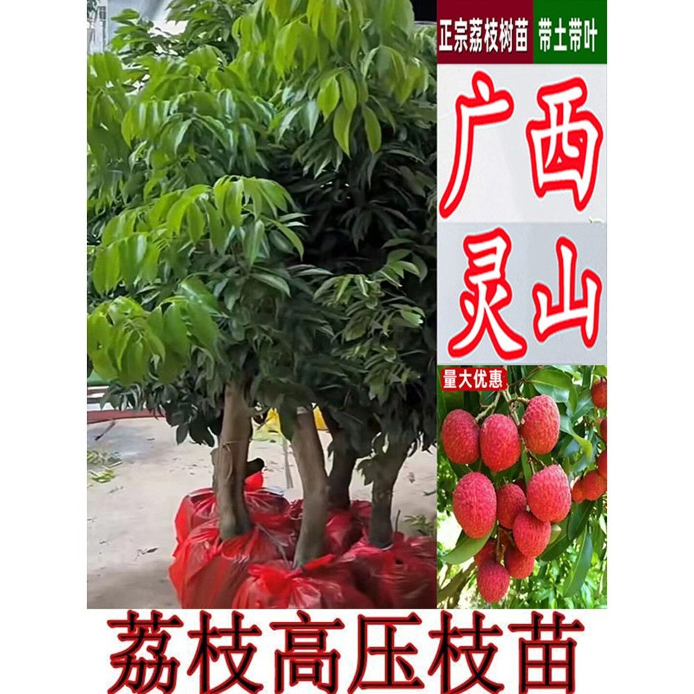 广西灵山桂味荔枝树苗高压圈枝大树果苗仙进奉荔枝王无核带土带叶