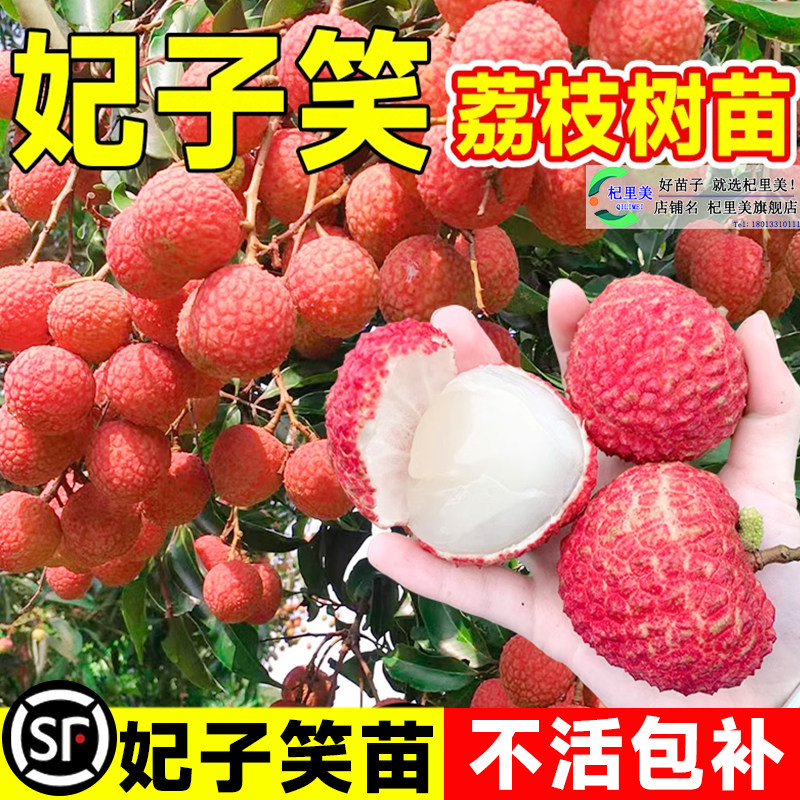 妃子笑荔枝树苗正宗无核桂味果树果苗嫁接仙进奉盆栽四季种植大苗