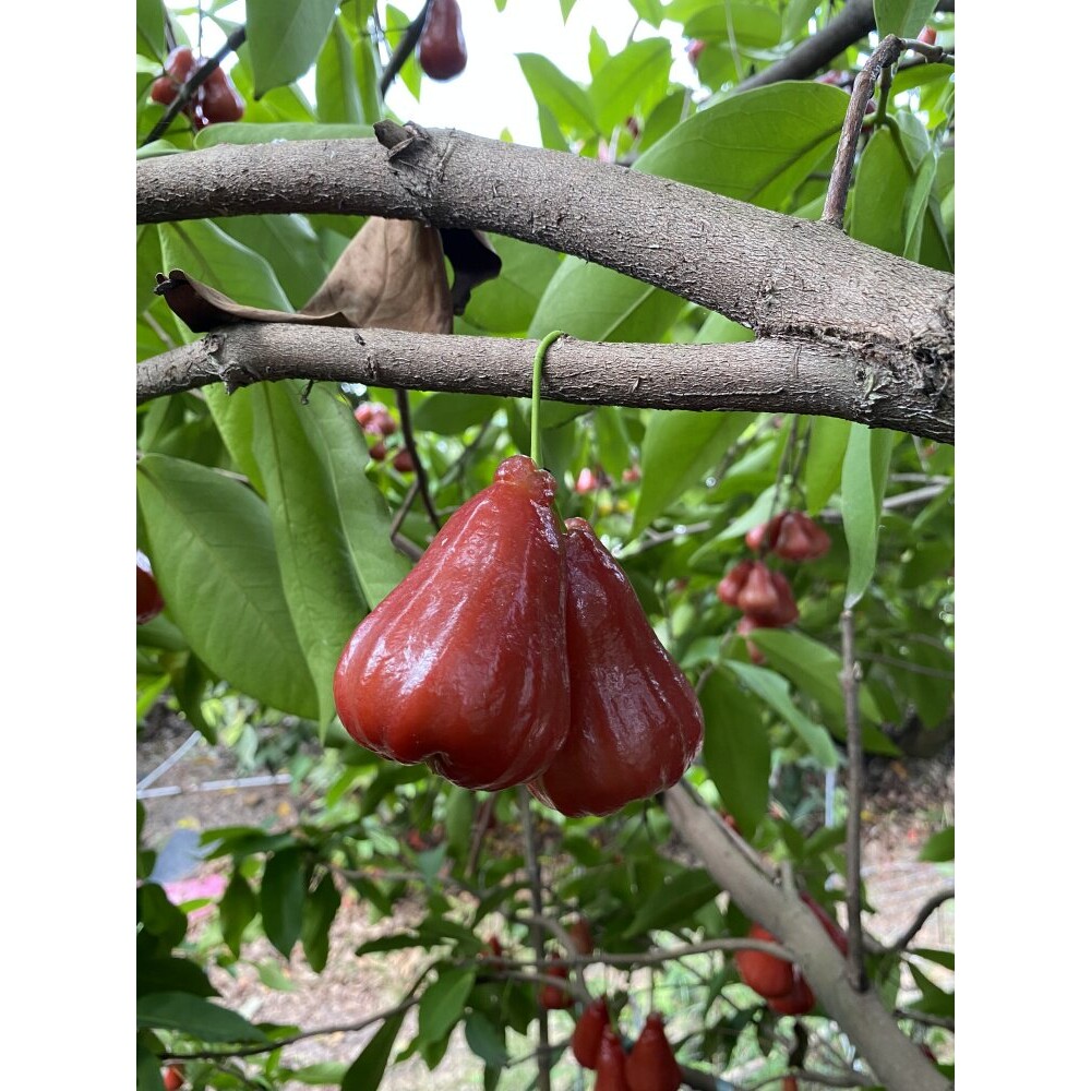 嫁接莲雾树苗 黑金刚莲雾果苗树 黑糖芭比盆栽果树大苗当年结果