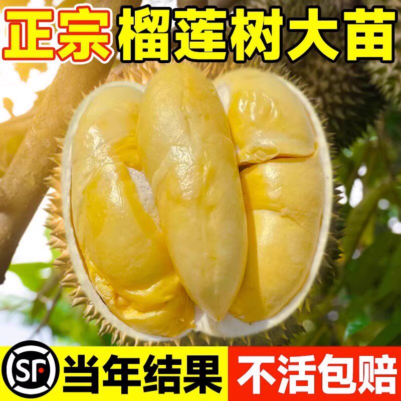 榴莲树果苗南北方种金枕榴莲正宗广西嫁接猫山王矮化盆栽水果树苗