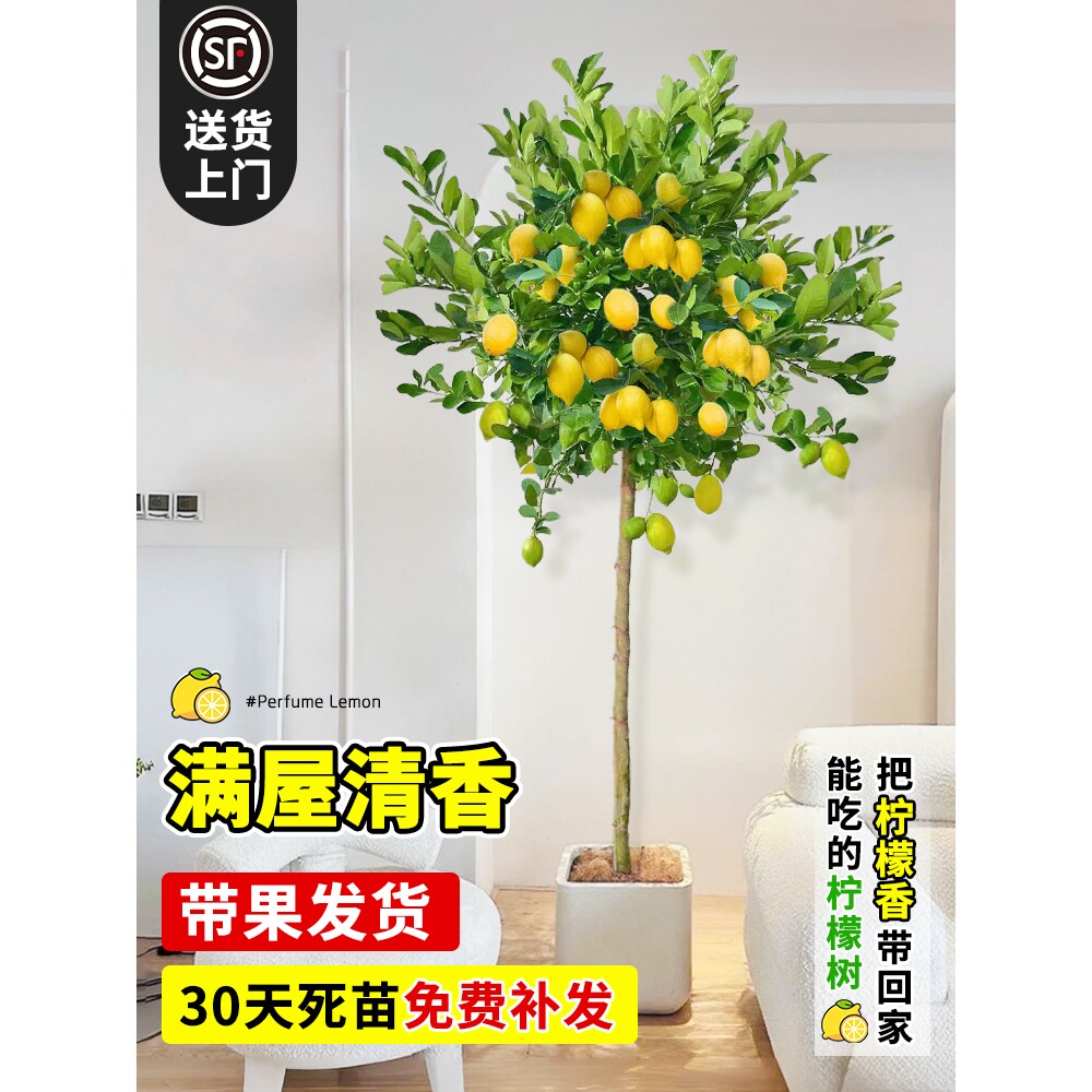 香水柠檬树带果大型植物室内阳台四季好养绿植落地植物除净化空气