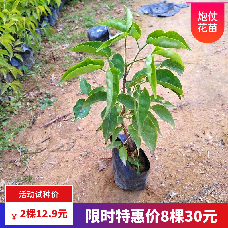 炮仗花攀爬植物炮仗花苗鞭炮花四季可种阳台庭院围墙花爬墙藤本花