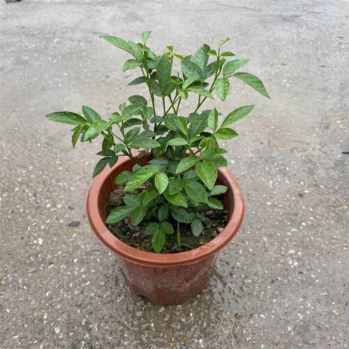 热销潮汕红花 石榴m花 仙草 抹草 春草吉祥草阳台盆栽喜庆吉祥植