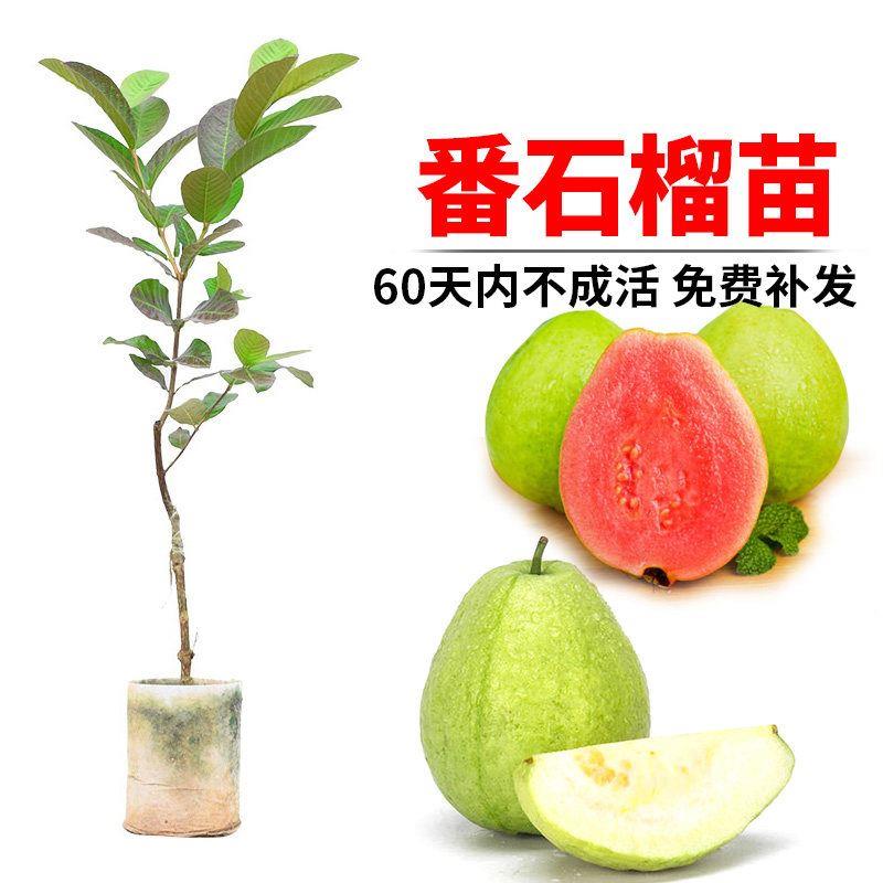 番石榴苗四季结果当年结果台湾红心芭乐番石榴树果苗嫁接芭乐苗