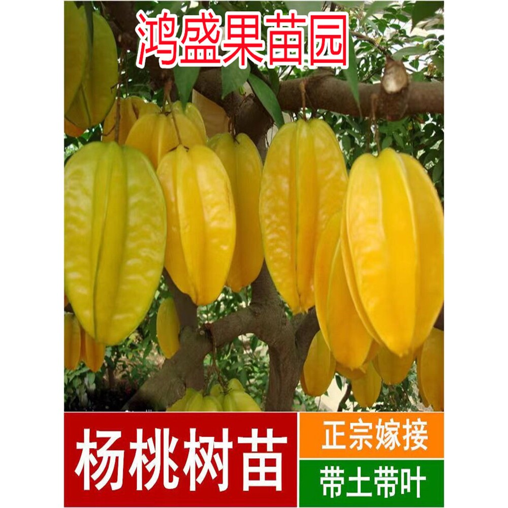 杨桃树果苗台湾四季清甜正宗杨桃苗嫁接阳台庭院盆地栽水果树果苗
