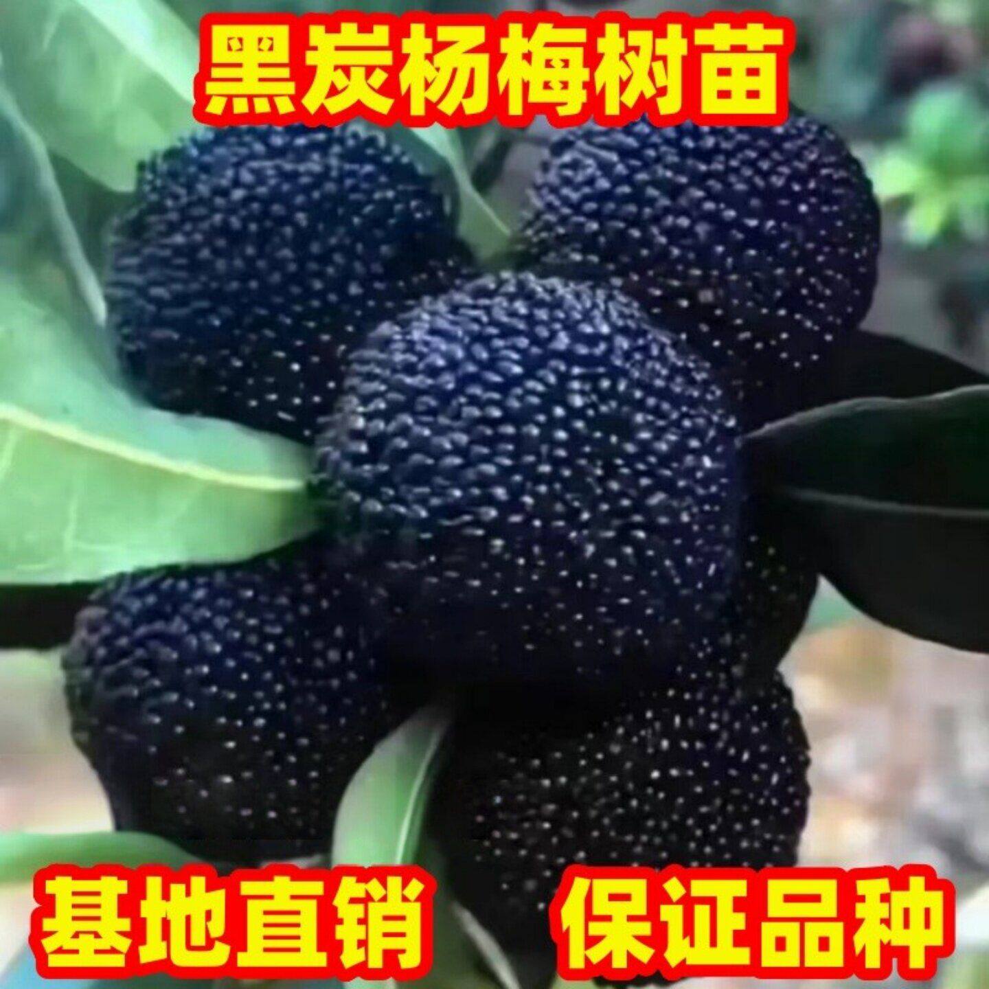 杨梅苗嫁接黑炭杨梅树苗南北方庭院种植特大杨梅树树苗正宗乌梅苗