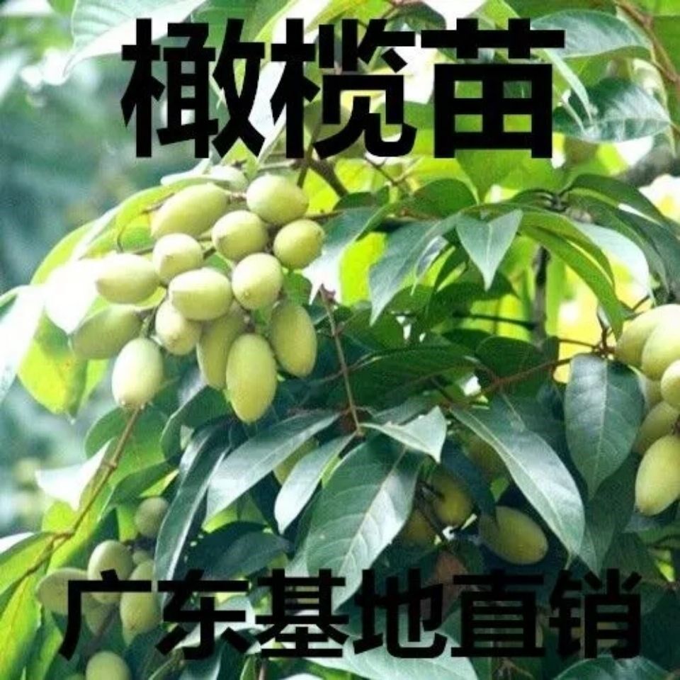 正宗嫁接三捻橄榄苗/乌橄榄/甜橄榄/苏州橄榄苗/带土带叶实拍树苗