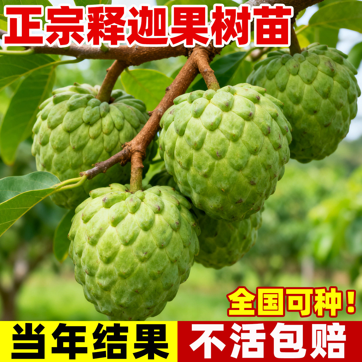 释迦果苗树嫁接苗带果果苗庭院南方北方种植番荔枝苗盆栽庭院地栽