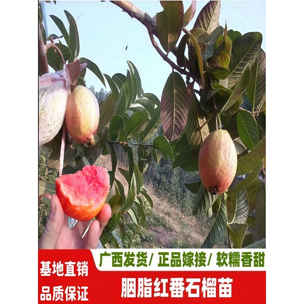 胭脂红番石榴树苗嫁接四季结果庭院阳台盆栽红心芭乐番石榴果树苗