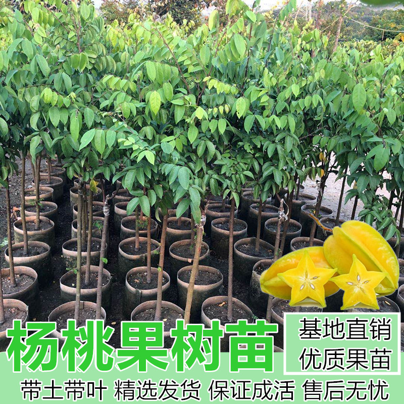 杨桃果苗嫁接四季甜杨桃树苗台湾正宗红种甜杨桃盆栽南方当年结果