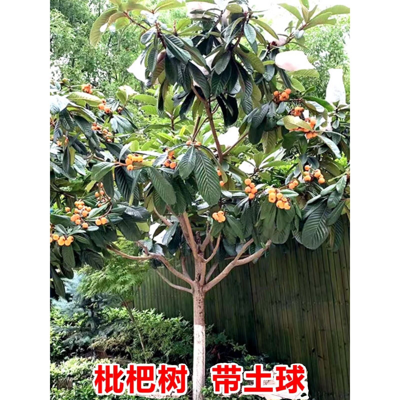 枇杷苗树嫁接果苗大果南北方庭院耐寒四季水果苗琵琶无核批把