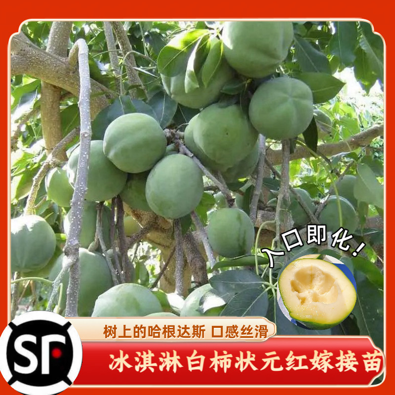 新品种冰淇淋白柿状元红果苗巧克力布丁黑柿柿子树苗南北方庭院种