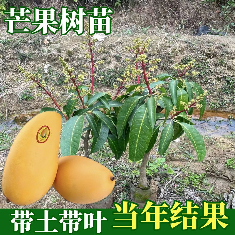 金煌芒树苗水仙芒果苗嫁接苗南北方种植盆栽地栽庭院当年结果带土