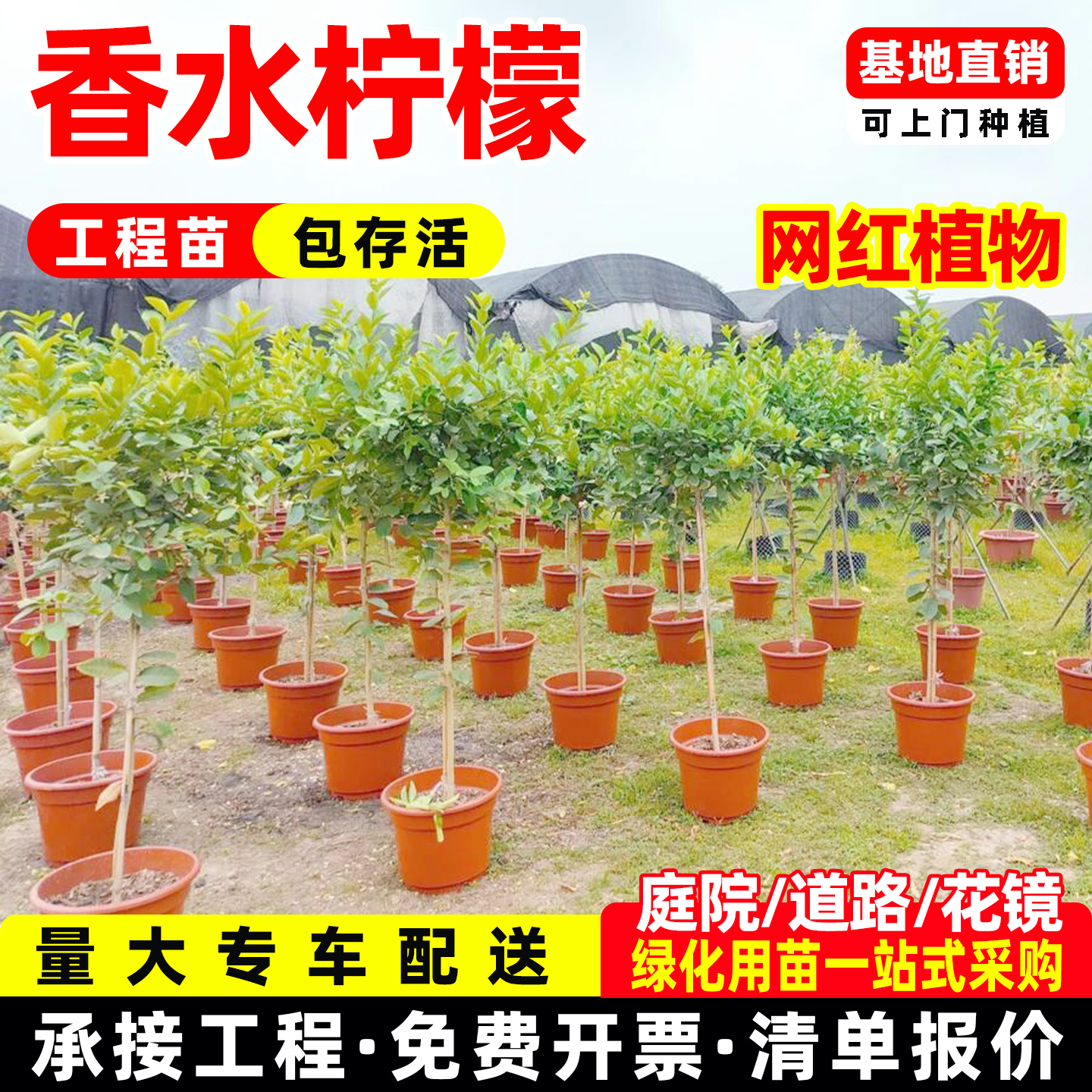 香水柠檬网红棒棒糖高杆柠檬树盆栽室内客厅阳台四季大型植物花卉