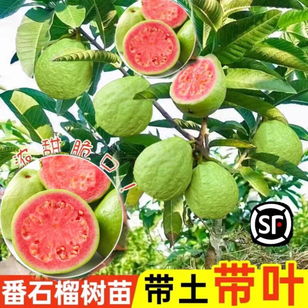 番石榴树苗嫁接西瓜红果树果苗四季红宝石胭脂红珍珠白肉芭乐果树
