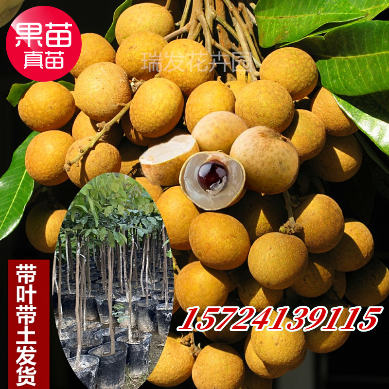 嫁接石峡龙眼果树苗储良桂圆四季龙眼果苗南方种植盆栽地栽水果苗