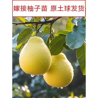 嫁接柚子树苗沙田柚苗红心蜜柚树苗三红柚子苗南北盆栽地栽庭院