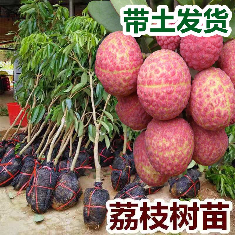 广西无核荔枝树带叶带土发糯米糍荔枝树苗嫁接荔枝树苗妃子笑桂味
