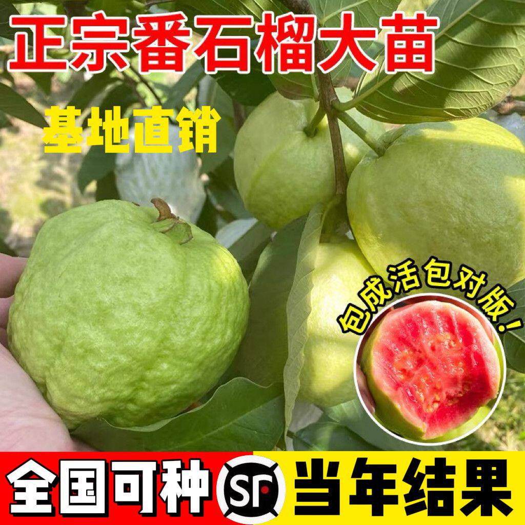 台湾珍珠四季白肉番石榴苗红心芭乐无籽红宝石嫁接树苗当年结果