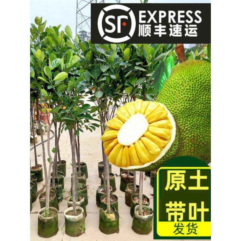 菠萝蜜树树苗嫁接泰国8号红肉12马来西亚1号庭院木带土菠萝蜜干包