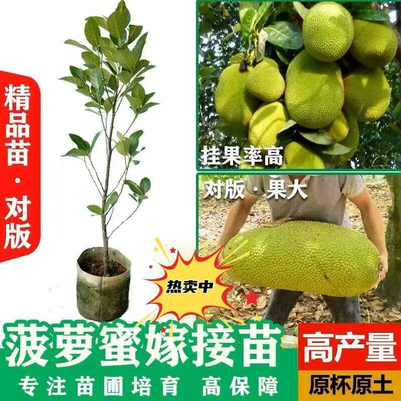四季菠萝蜜树苗嫁接印尼红肉泰国干苞海南四季榴莲蜜木菠萝果树苗