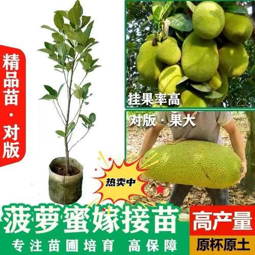 四季菠萝蜜树苗嫁接印尼红肉泰国干苞海南四季榴莲蜜木菠萝果树苗