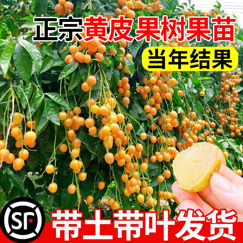 黄皮果树果苗正宗广西鸡心黄皮树嫁接果树苗南方庭院盆栽地栽好养