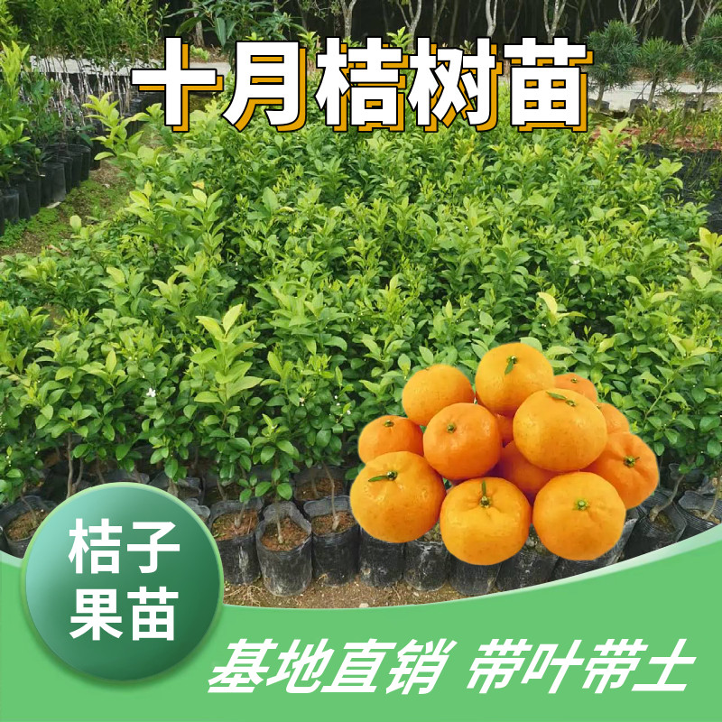 砂糖橘苗 十月桔 沙糖桔苗 沙糖桔嫁接果树 庭院阳台盆栽 柑橘苗