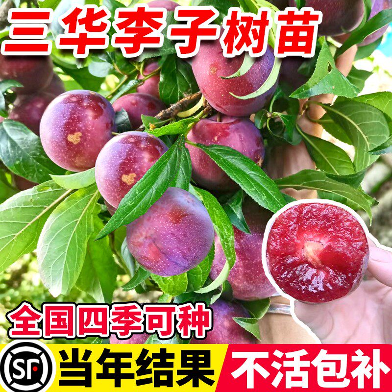 三华李子树苗特大嫁接蜂糖李红心新品种北南方种植水果树果苗大全