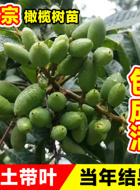 青橄榄树树苗甜橄榄苗老桩福建潮汕南方北方庭院盆栽水果树果苗