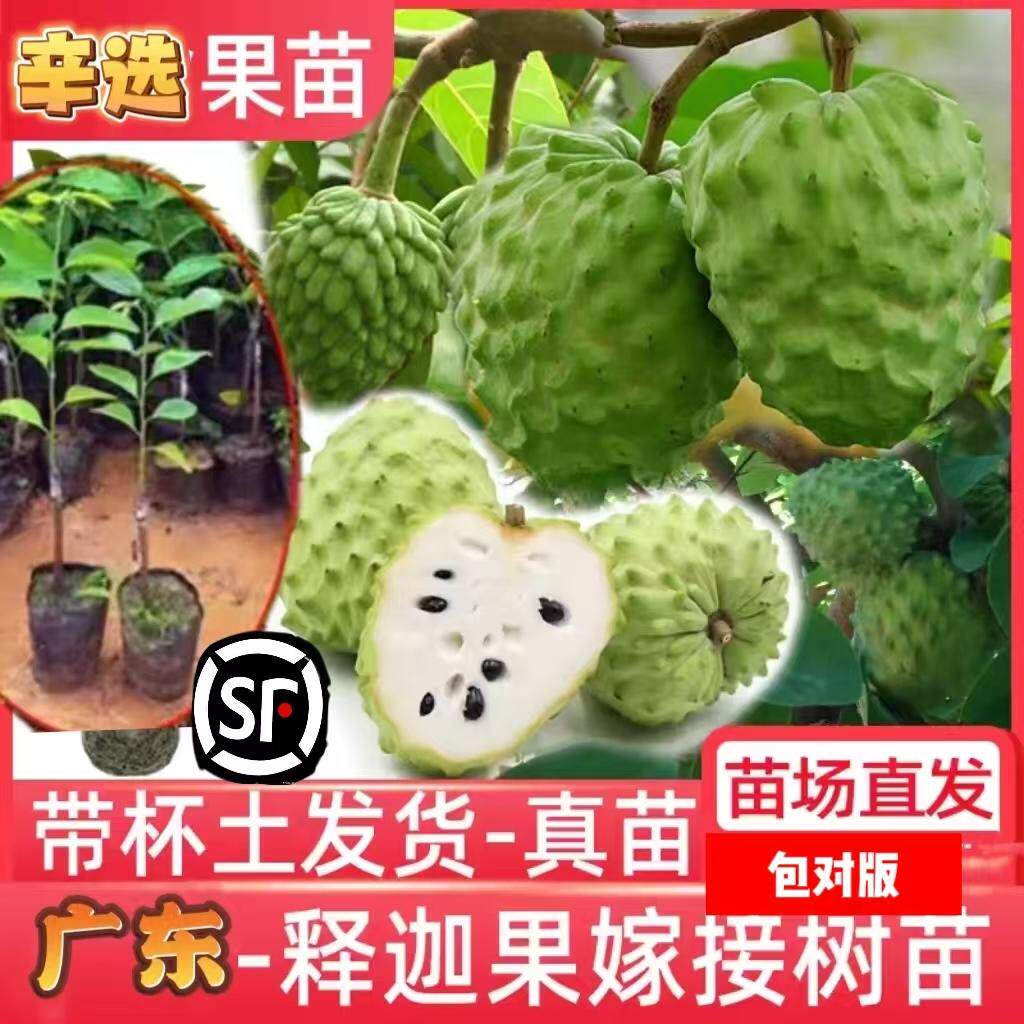 台湾凤梨释迦果苗树特大嫁接牛奶释迦番荔枝释迦林檎南方果苗果树