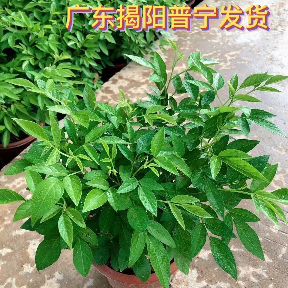 潮汕阳台仙草盆栽抹草苗春草红花仙草苗石榴花家居喜庆事婚事植物
