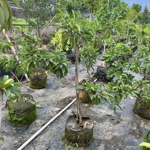 越南人心果大树嫁接大苗越南大果品种人心果软枝人心果树苗