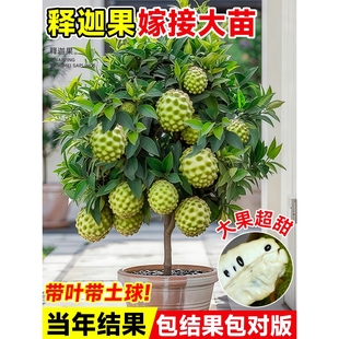 释迦果苗树带果盆栽台湾凤梨嫁接果树苗庭院南方种植地栽带叶大苗