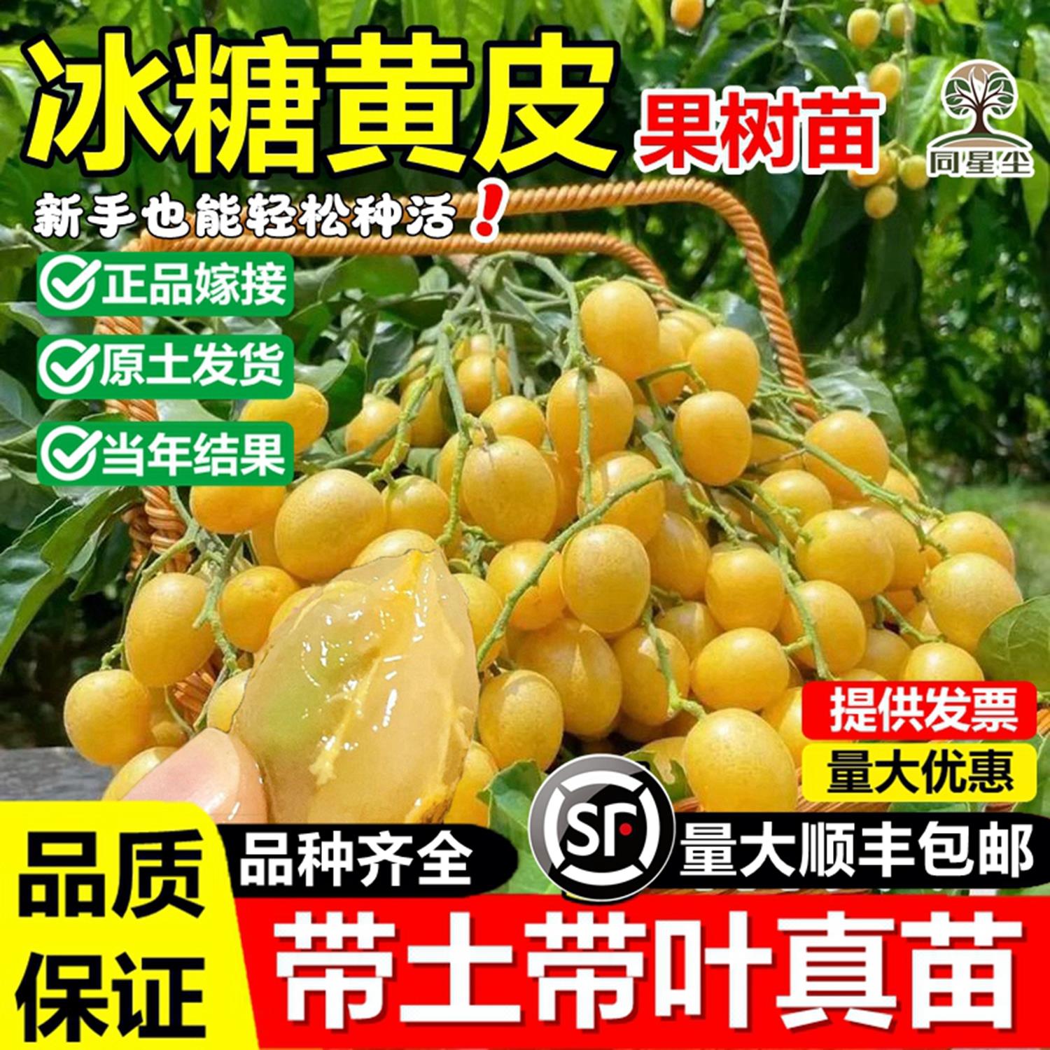 新品种冰糖纯甜黄皮嫁接果树苗贵妃无核鸡心紫肉盆栽地栽当年结果