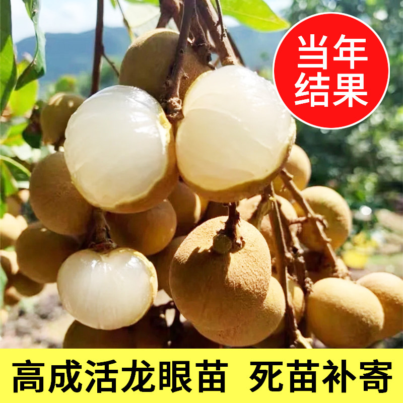 龙眼树苗大苗嫁接苗当年结果石峡储良四季龙眼树南方种植盆栽果树