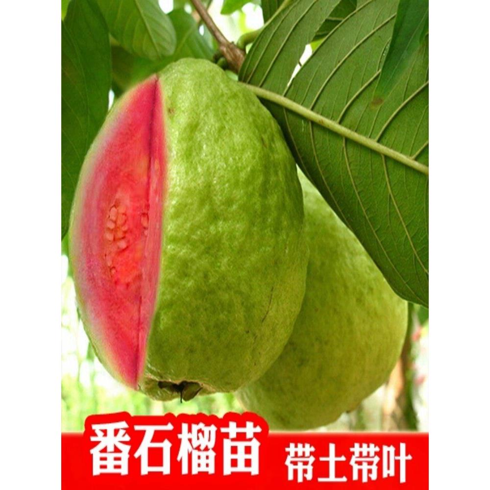 番石榴树果苗台湾红宝石红心芭乐白心珍珠嫁接番石榴树苗当年结果
