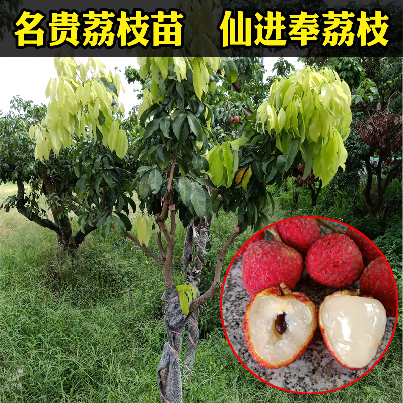 增城仙进奉嫁接荔枝苗南北方种植盆栽地栽荔枝树苗果名贵树苗