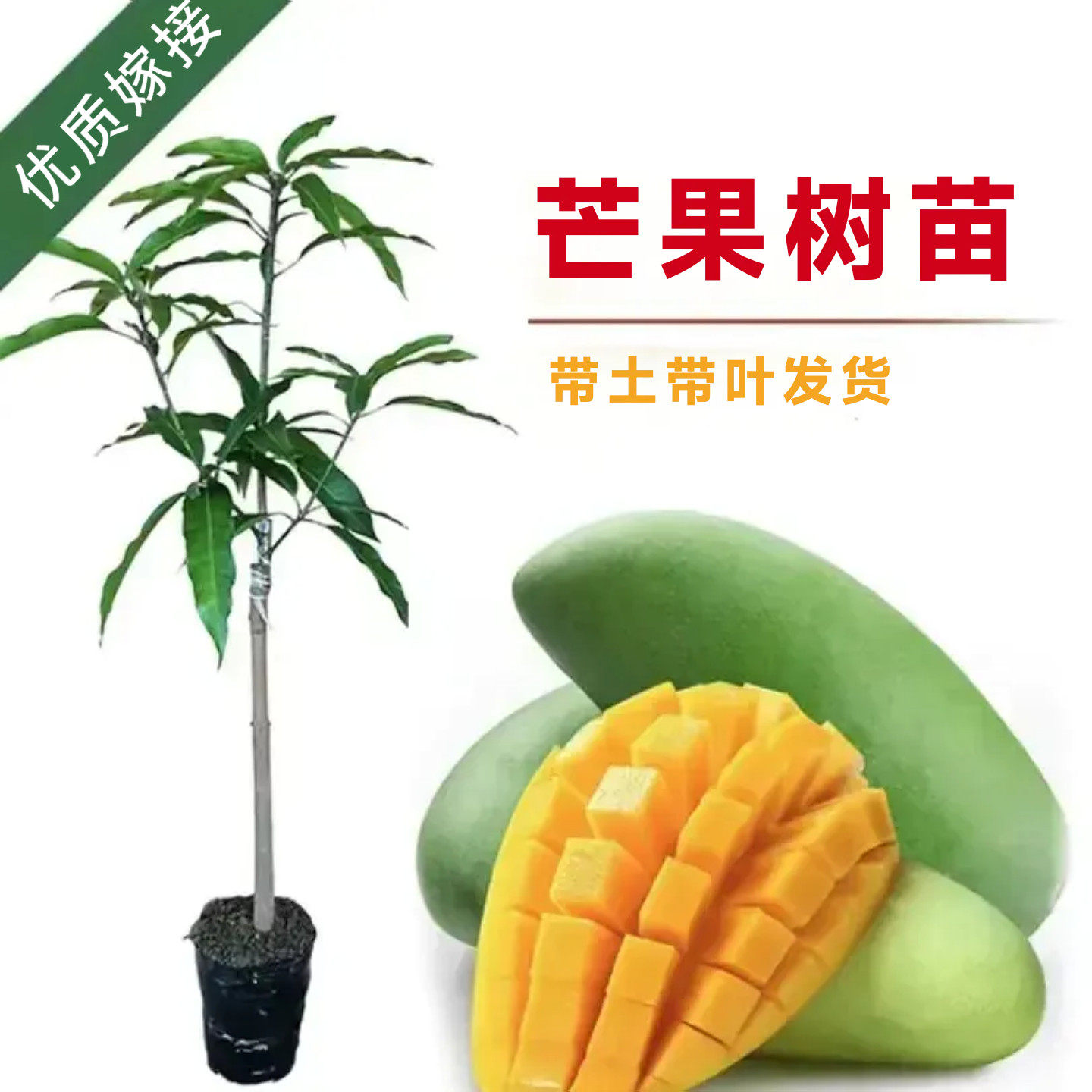 嫁接芒果苗芒果树苗南北方种植金煌芒当年结果嫁接苗带叶带土球