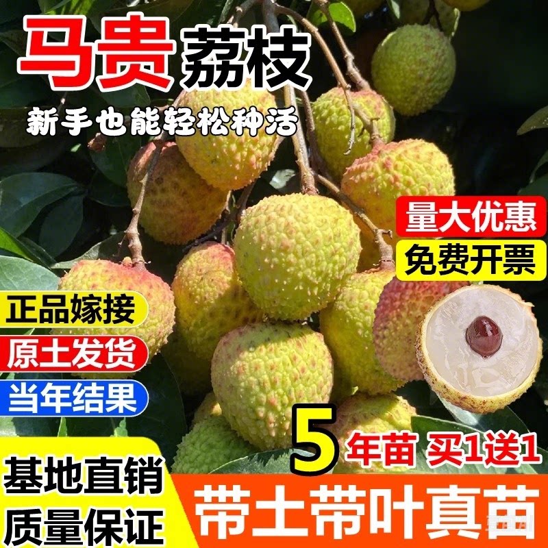 新品种马贵荔枝苗无核桂味妃子笑树苗南方北方四季种植当年结果苗