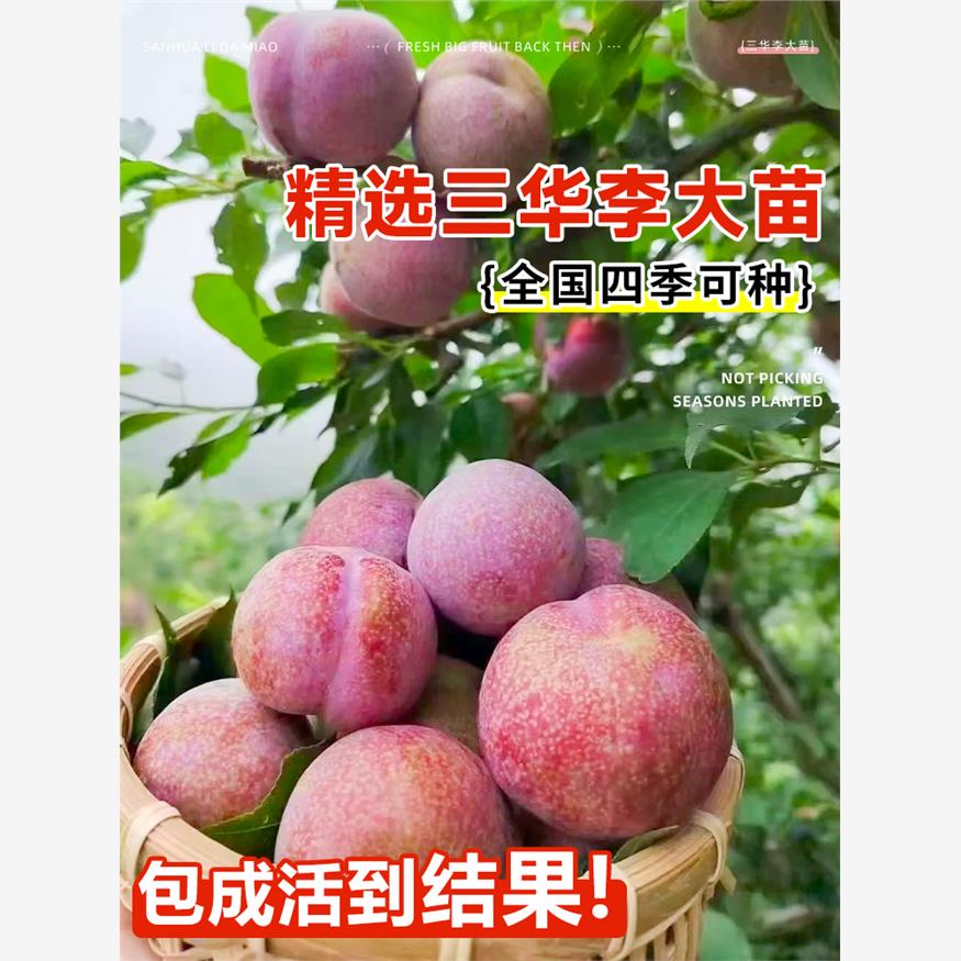 三华李子树苗嫁接大苗红心新品种蜂糖李北南方种植四季水果树果苗