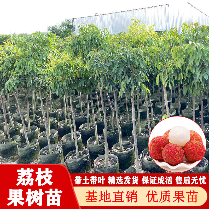 荔枝树苗妃子笑苗树嫁接桂味荔枝树苗糯米糍荔枝果树苗当年结果