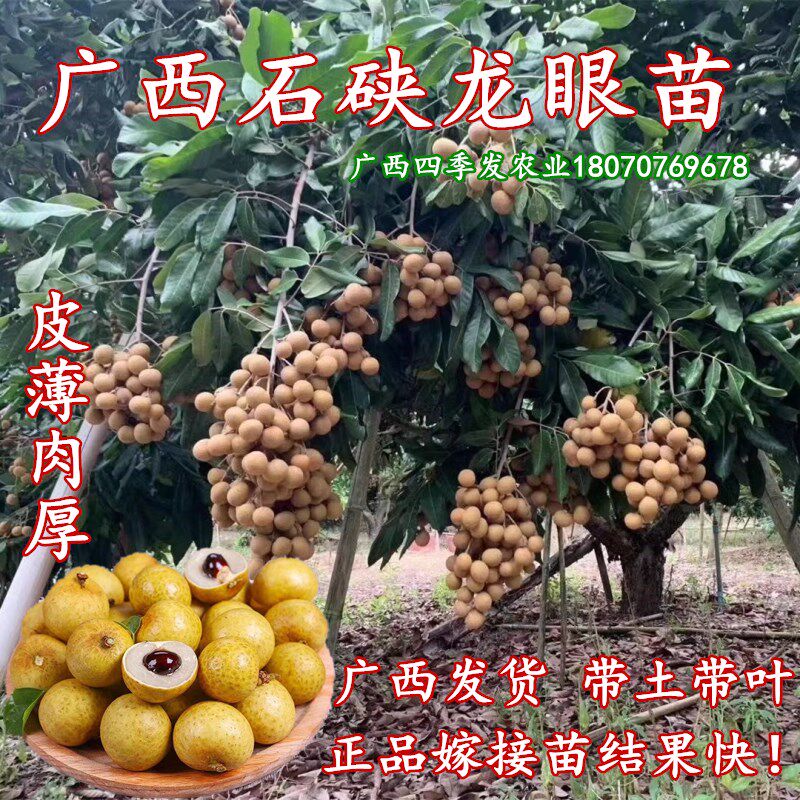 广西石硖龙眼苗早熟核小肉厚当年结果南方阳台盆栽地栽龙眼树苗