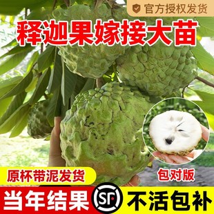 释迦果苗树带果台湾凤梨嫁接果树果苗榴莲庭院南方种植盆栽地栽苗