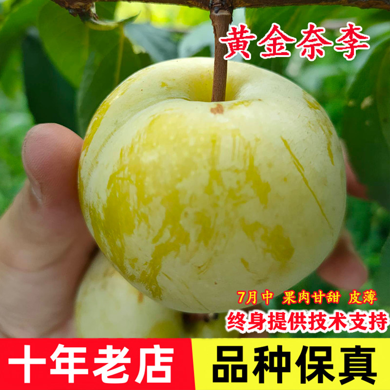 特大李树果苗嫁接黄金奈李树苗晚熟脆甜油奈李子苗盆栽南北方种植