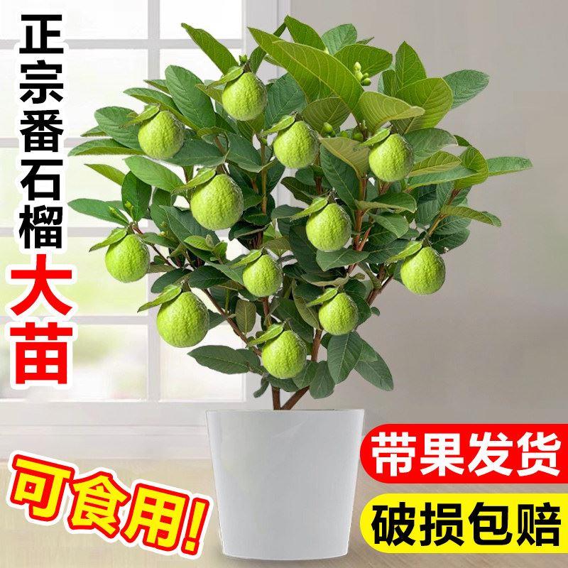 正宗芭乐番石榴盆栽地栽嫁接水果树苗南北方阳台庭院种植四季结果