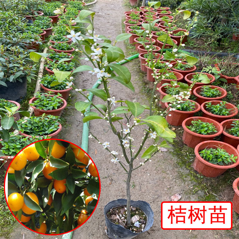 桔树苗橘子树苗盆栽砂糖桔金桔柑橘南北方种植果树苗庭院阳台