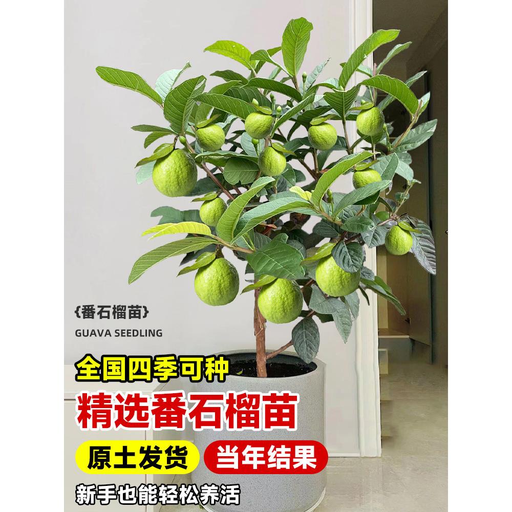 番石榴树苗西瓜芭乐台湾珍珠四季番石榴嫁接果树苗当年结果带土
