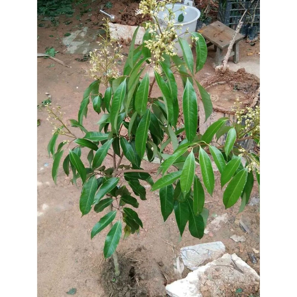 荔枝树苗嫁接无核桂味妃子笑仙进奉仙桃冰荔荔枝王南北方庭院种植